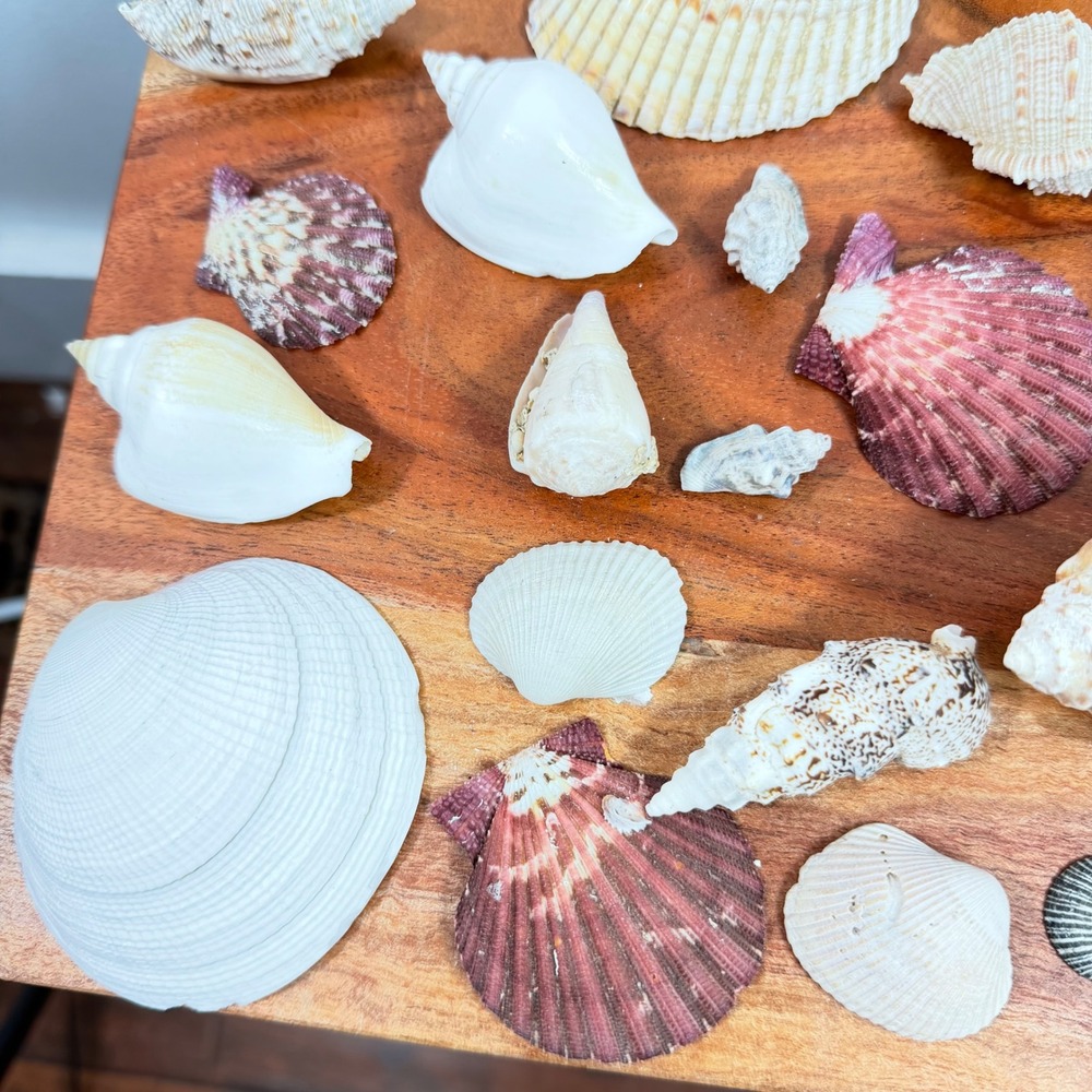Large Assorted Sea Shell Collection Natural Conch Scallop Whelk Beach Decor Lot - Picture 11 of 16